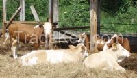 pregnant Holstein heifers