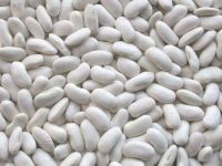 White Kidney Beans, New Crop White Beans