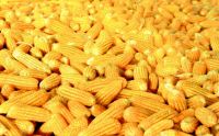 Dried Yellow Corn...