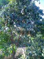 Mangoes Exporter