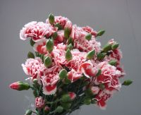 Spray Carnations