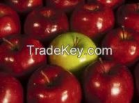 Fresh apple for new season for sale