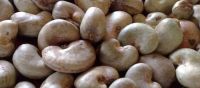 Raw Cashew Nuts  grade A origin Tanzanian