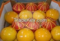 fresh orange ( valencia, navel, baladi)