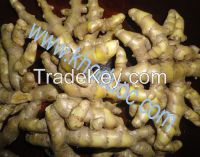 Turmeric essential oil origin Viet Nam