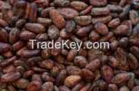 cocoa beans seeds