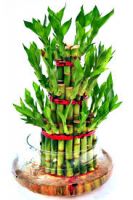 Lucky bamboo plant 3 layer