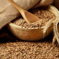 Wheat from Russia Organic ECO . $ 200 per tonne.
