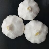 Factory Supply New crop fresh natural pure white garlic
