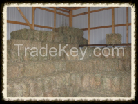 Groomed alfalfa bales immediately available 