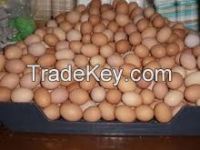 Fresh Brown and White Eggs chicken table eggs