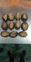 Frozen Cooked Abalone