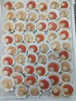 Half-shell sea scallops with Roe on 
