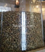 Frestaci Sumatra mandheling indonesian arabica coffee