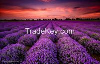 100% high quality lavender oil