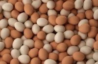 BROWN TABLE EGGS