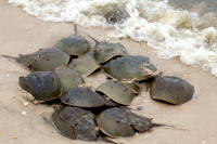 Horseshoe Crabs