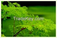 Moringa Leaves, seeds