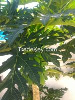 Carica Papaya leaves