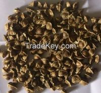 Dry Moringa seeds