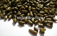 Cassia Tora Seeds