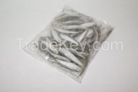 Frozen Sprats / Anchovy fish