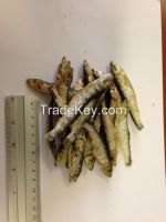 Dried Sprats / Anchovy fish