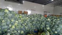 VIETNAM FRESH CABBAGES - +84981482499