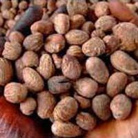 High Quality Grade A Shea Nut | Nigeria