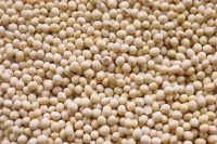 High Quality Grade A Soybeans from Nigeria