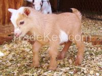 Nigerian Dwarf Goats