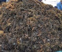 SARGASSUM SEAWEED THOUGHT AND POWDER / ANNY +841626261558