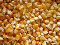 Yellow corn form Ukraine directly from manufacturer