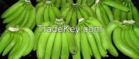 CAVENDISH BANANA