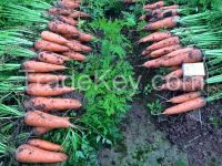 Fresh carrot/ Carrot from Vietnam