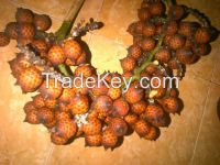 rattan seeds and moringa seeds