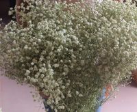 Dried Natural Gypsophila Babysbreath Flower Bunches best price