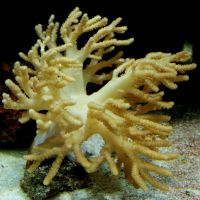Yellow tree coral 
