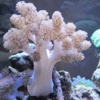 Kenya tree coral