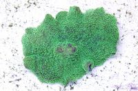 Dark green Elephant ear mushroom coral