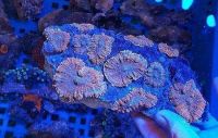 (Assorted) Orange Mushroom corals