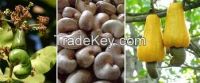 cashew nuts