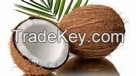 Coconuts