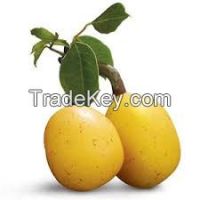 Marula oil