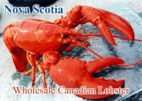 Canadian Live Lobster