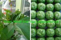 Cassava leaves high quality and best price for sale