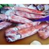 Sell SEPIA LOLIGO SQUID BIG SIZES SEAFROZEN WITH EXCLUSIVE QUALITY