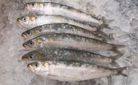 Sardine Frozen & fresh 