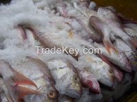 Quality Frozen Fresh Marine Sea Fish