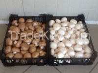 Mushroom Champignon